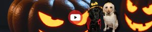 ラブラドールのYoutube動画