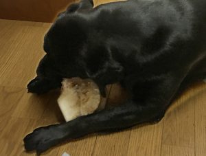 牛骨を食べるラブラドール