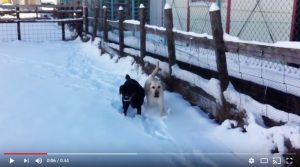 ラブラドールのメイプルとサフラン