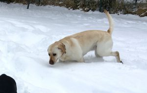 イエローラブラドールと雪の写真